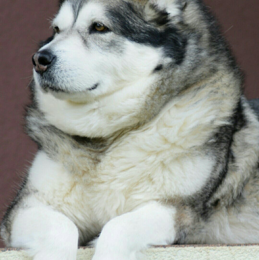 ЗСЛ лайка белая