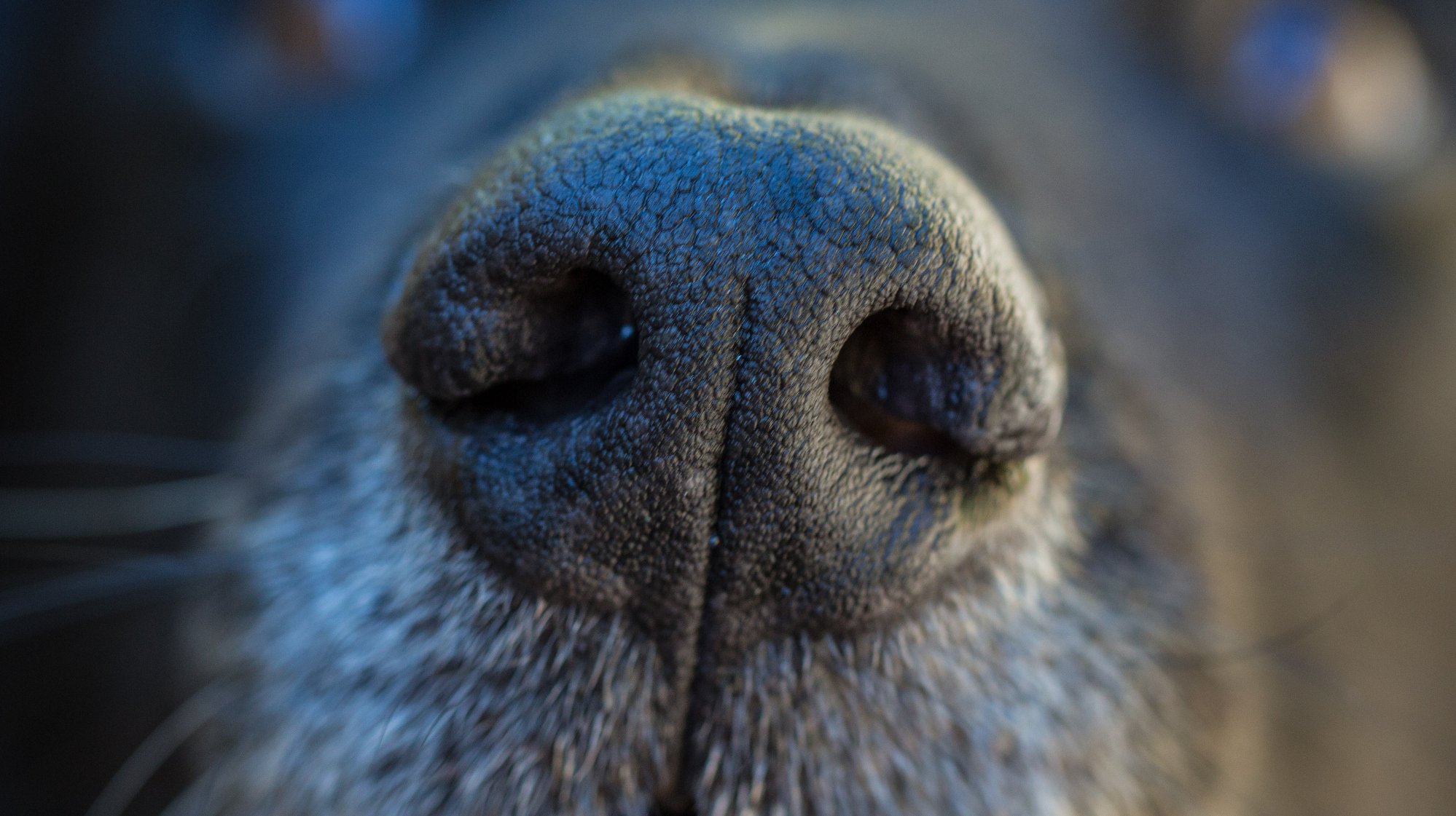 Обоняние у собак. Собачий нос. Нос волка. Собачий глаз. Глаза собаки.