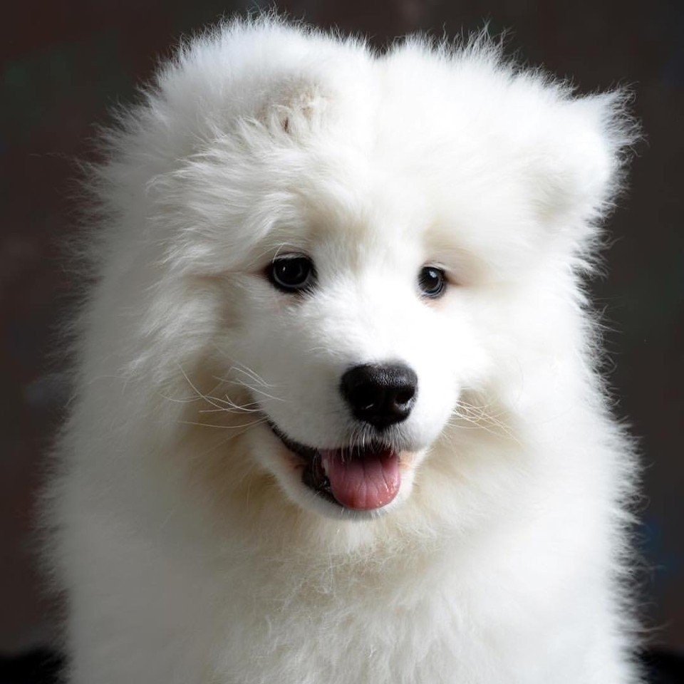 Собака меховой белой породы