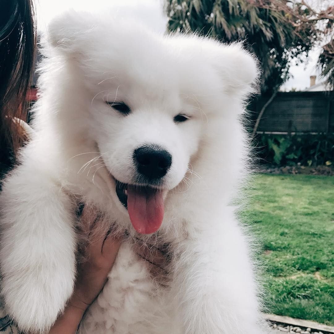 Милые собачки самоеды