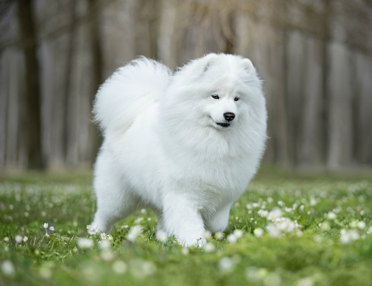 Самоедская собака