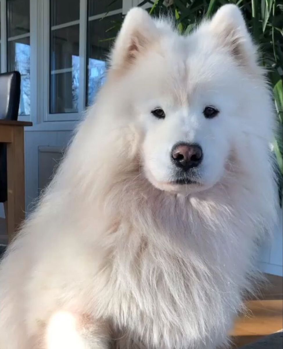 Белая корейская собака