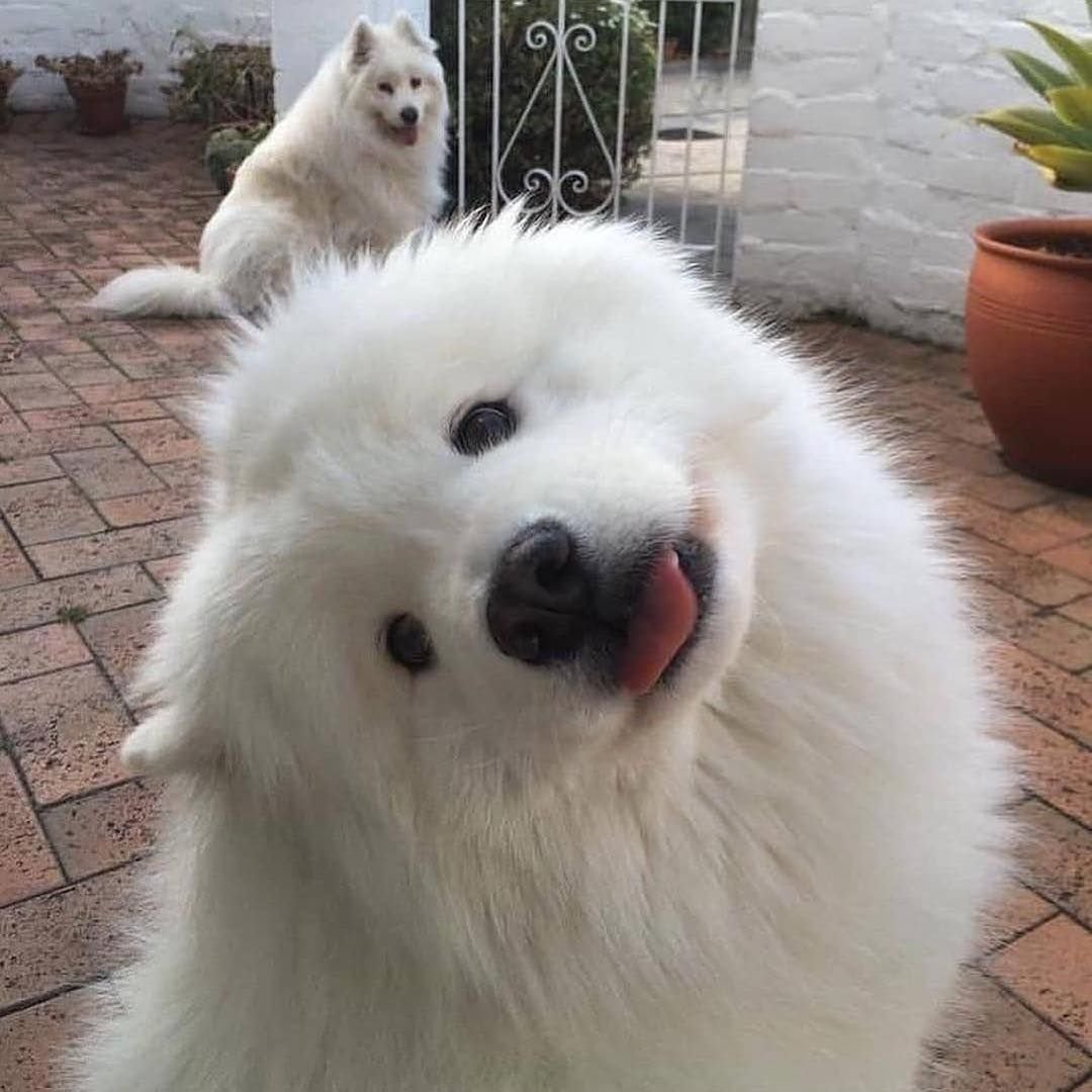 Вислоухий самоед