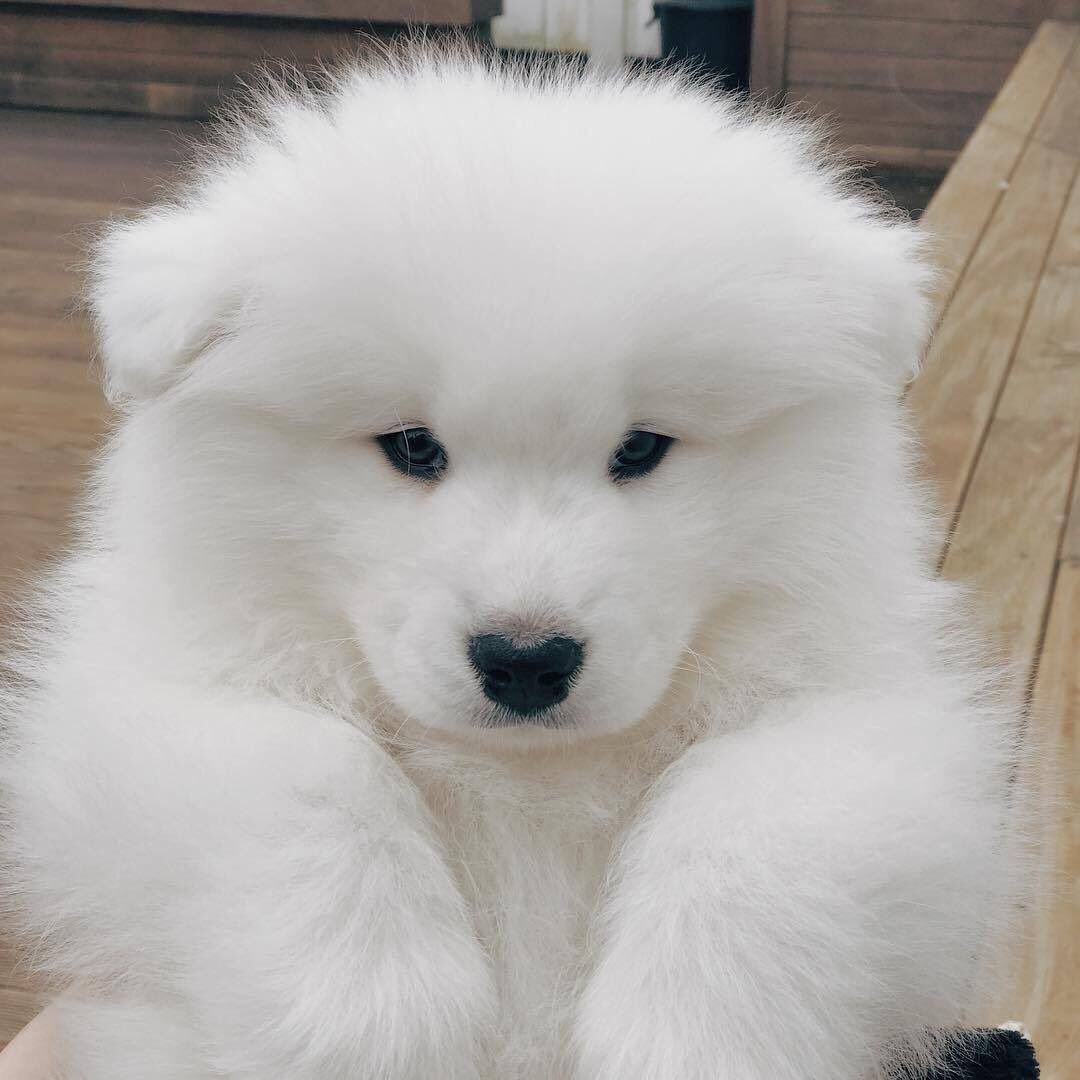 Самоедская лайка Панда