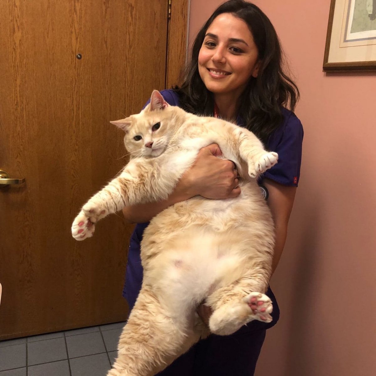 Самые жирные коты в мире - 76 фото