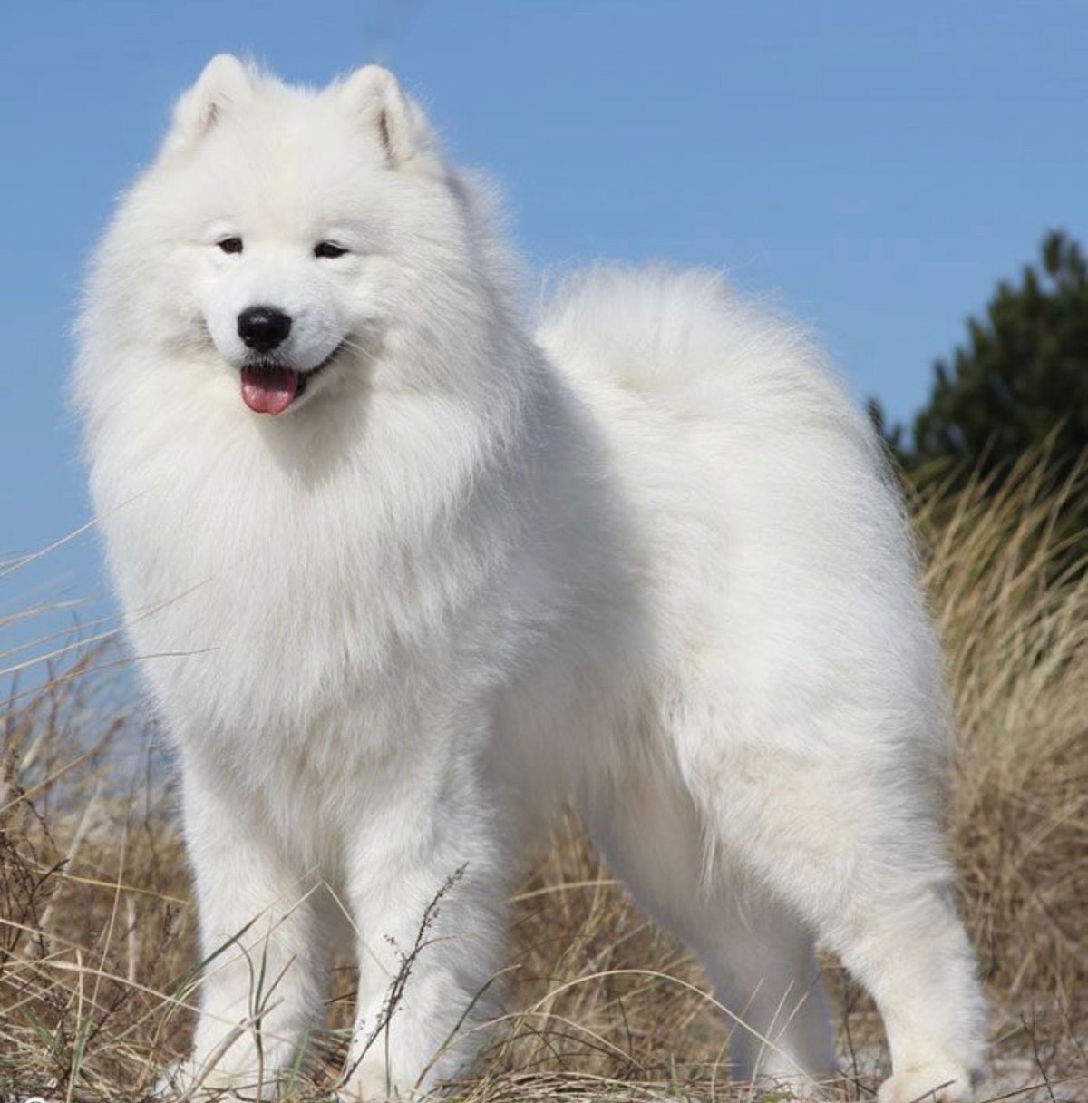 белая пушистая собака фото