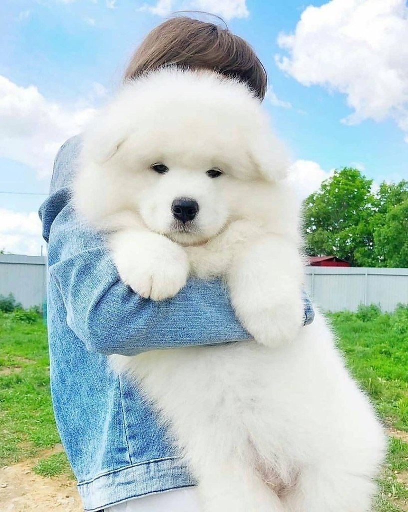 Самоед облачко