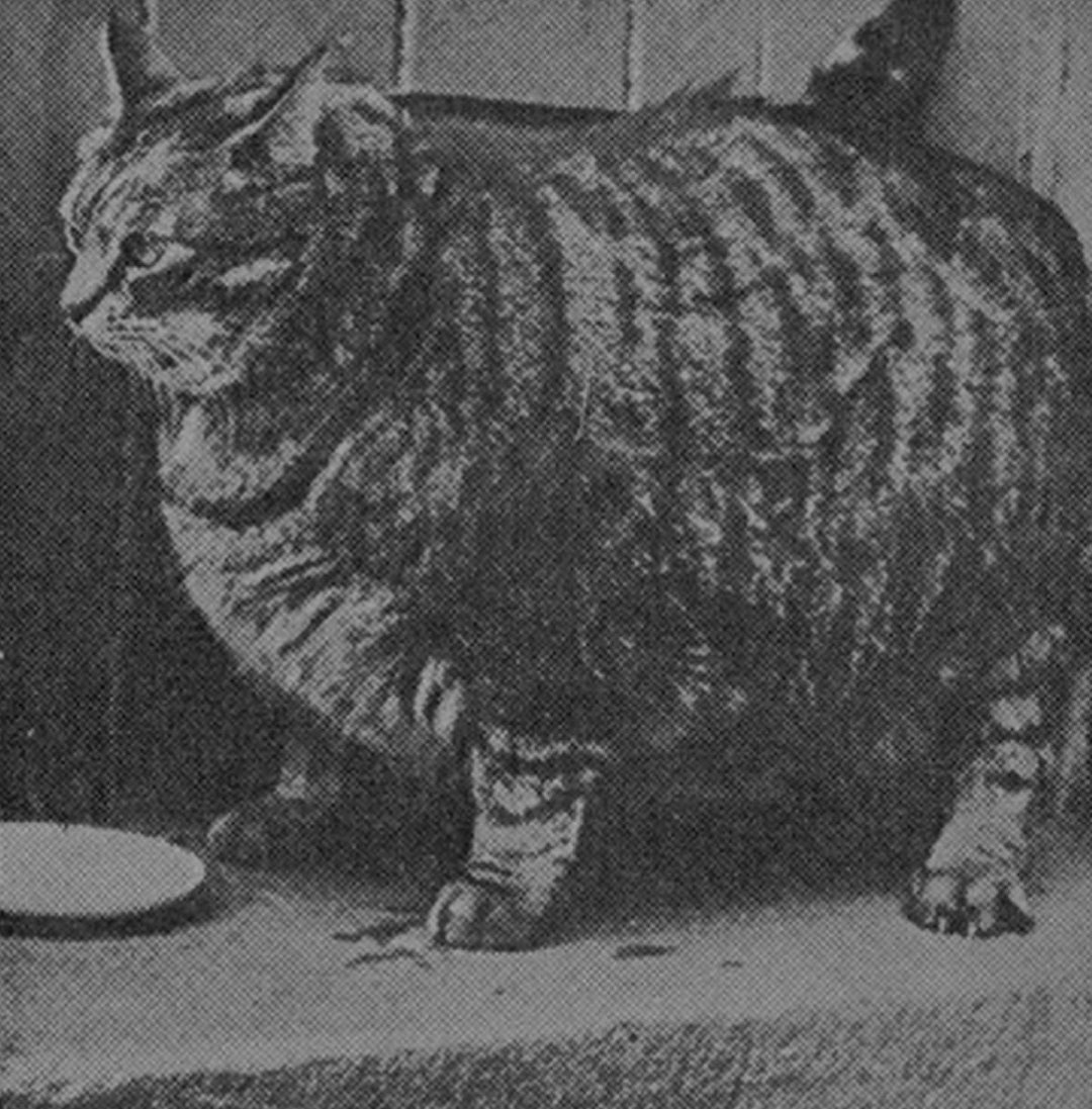 Толстого кота в мире. Толстый кот. Самый толстый кот. Самые жирные коты. Самый толстый кот в мире.
