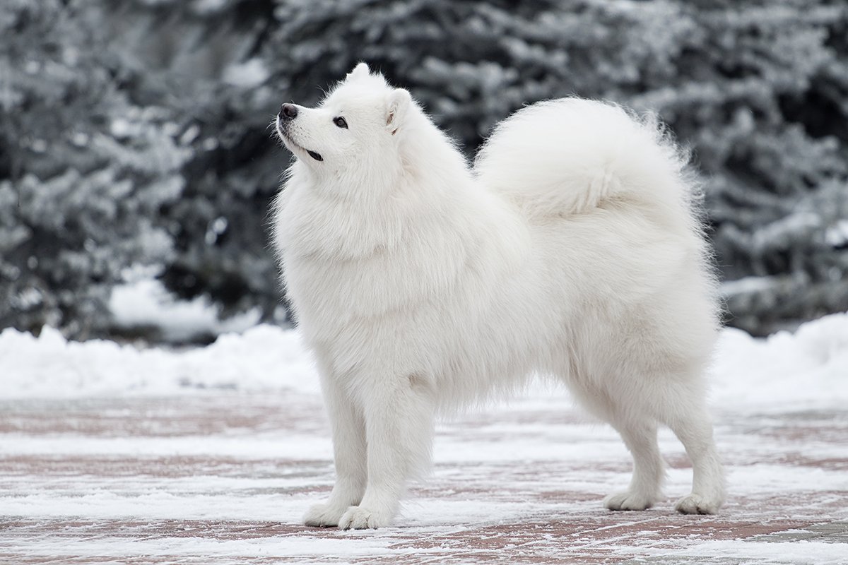 Ездовая собака с пушистой белой шерстью 6. Самоед собака. Лайка самоед. Белая лайка самоед. Сибирская лайка самоед.