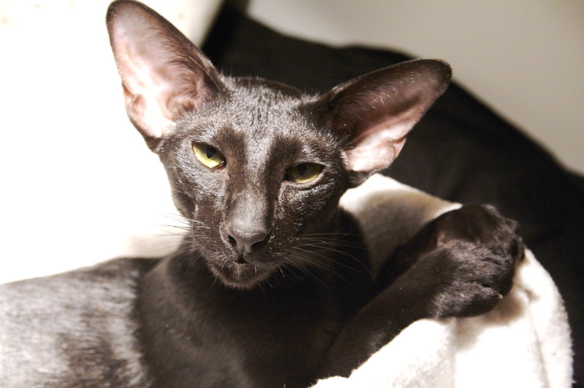 Метис ориентальной кошки