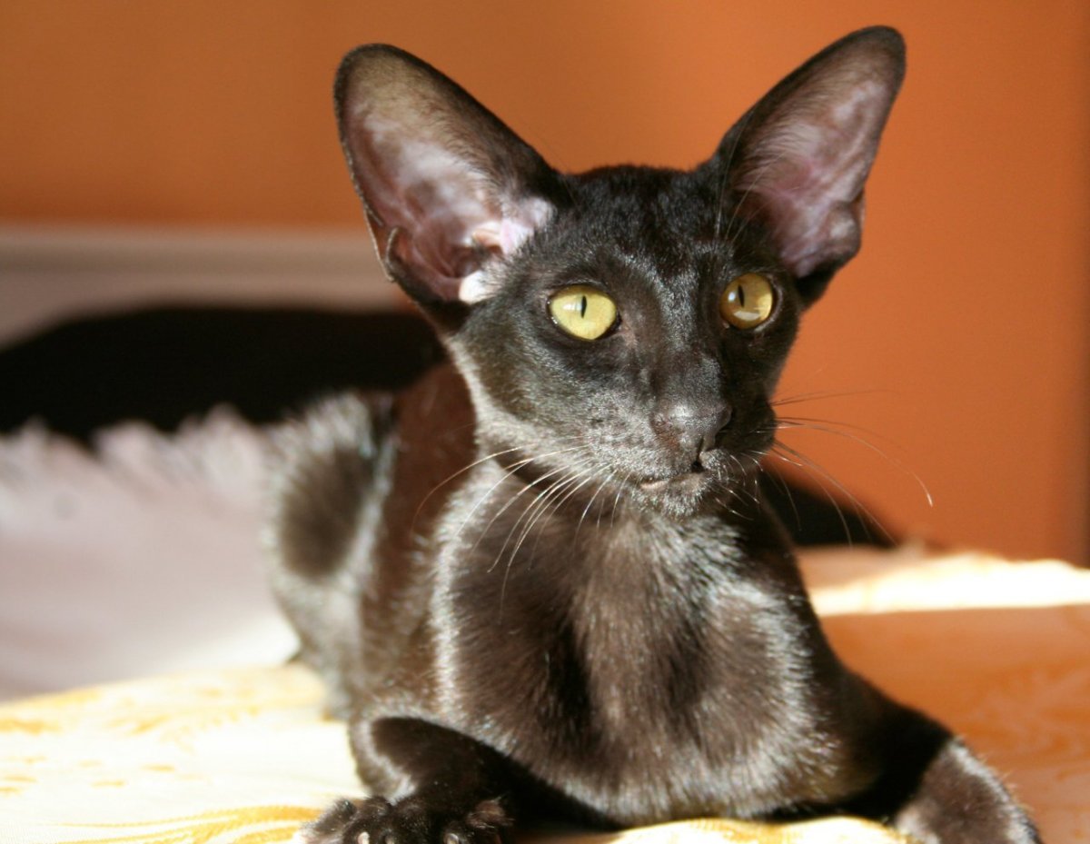 Метис ориентальной кошки полосатый