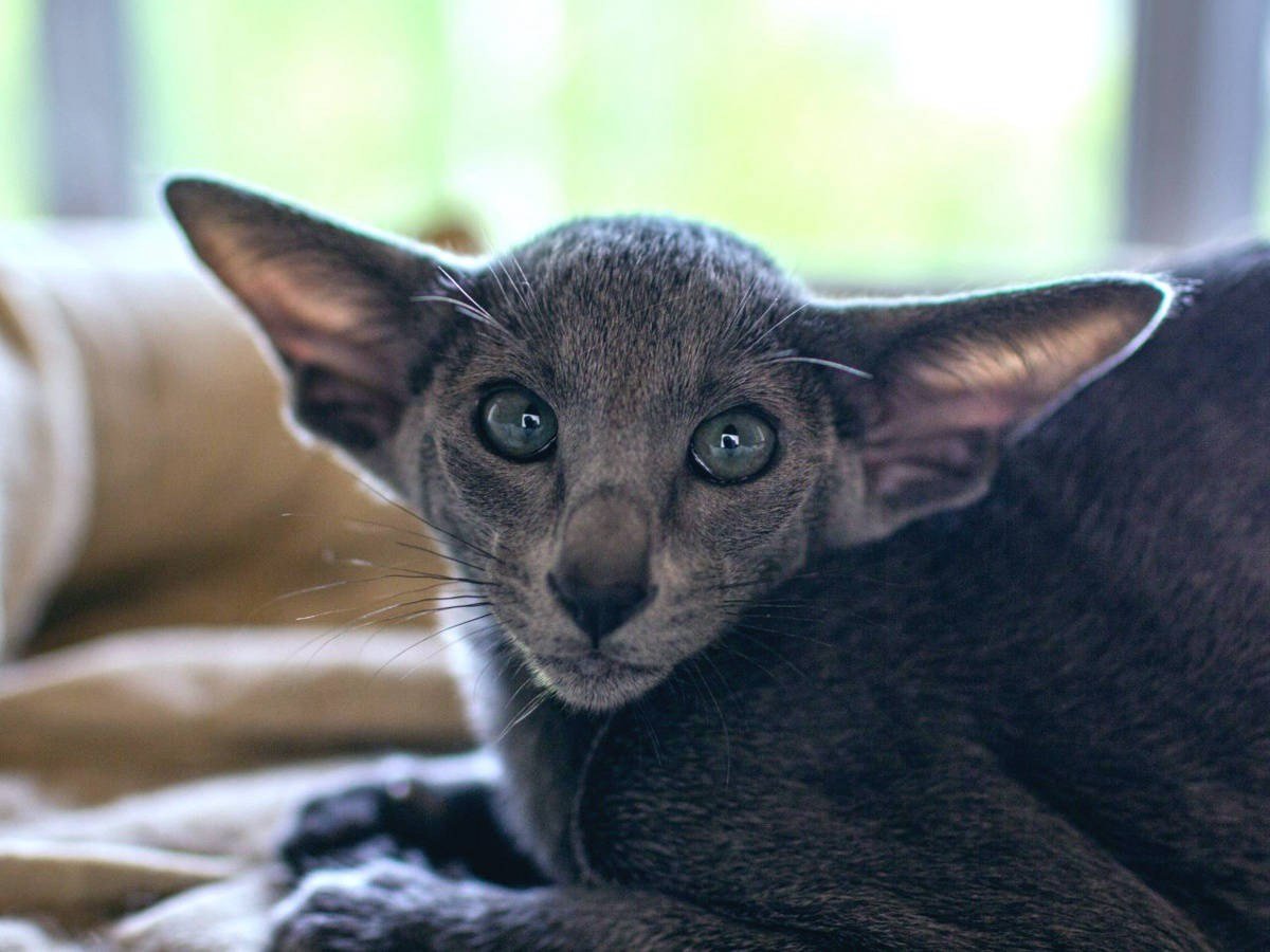 Толстый ориентальный кот