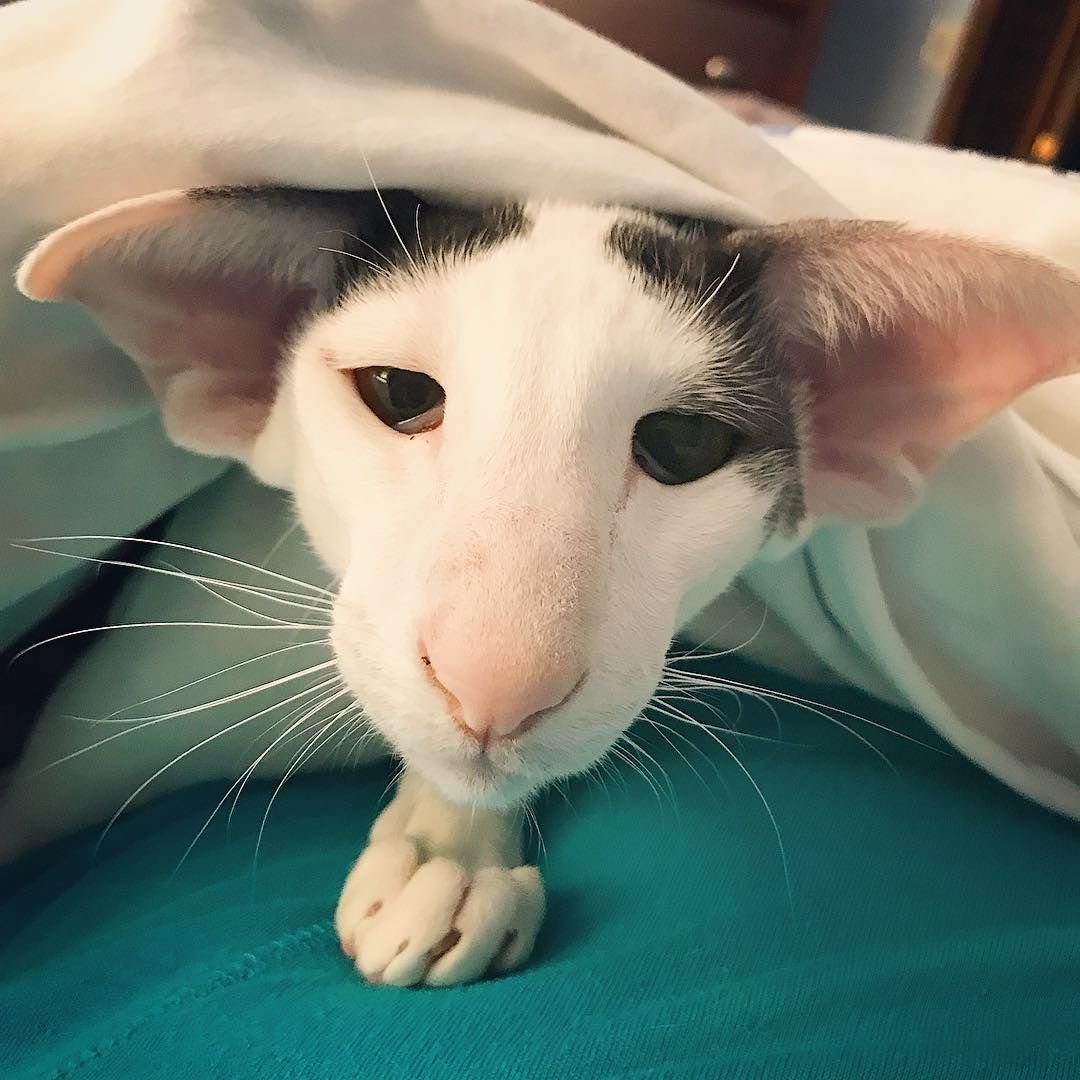 Сиамский кот метис