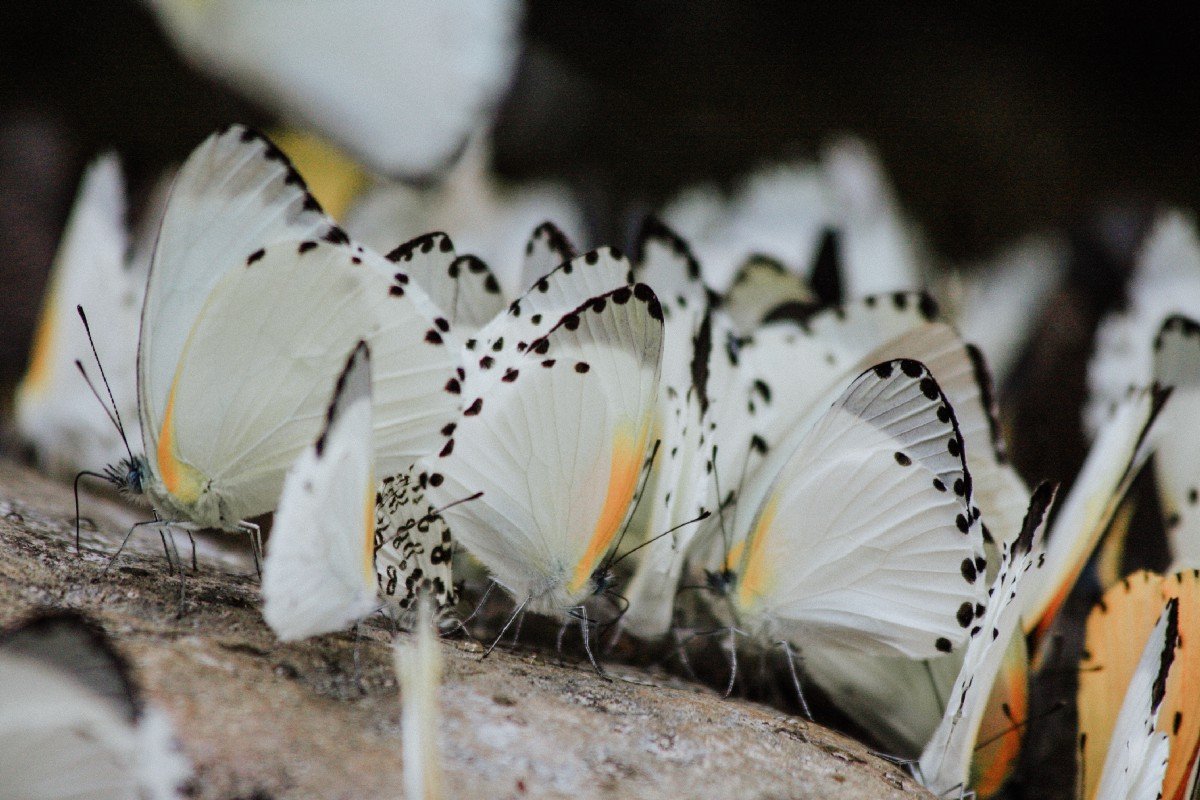 Милая летучая мышка