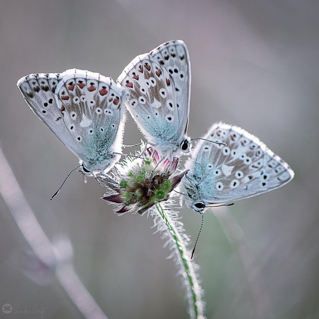 Бабочка капустница