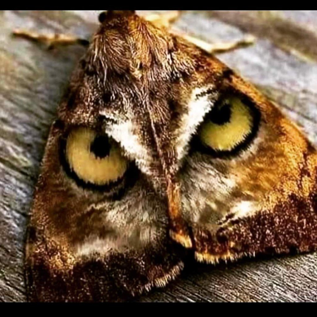 Мотылек Мимикрия