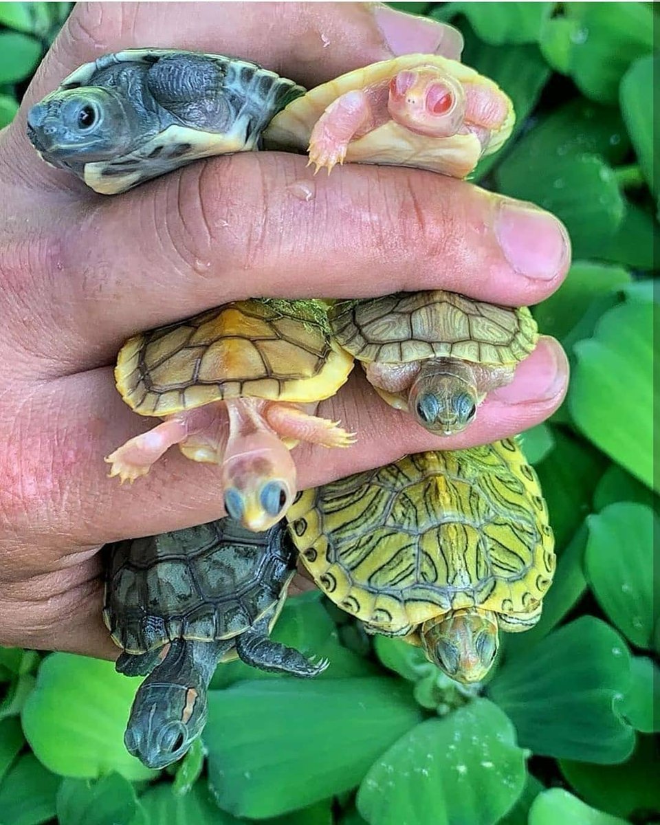 Маленькие Черепашки