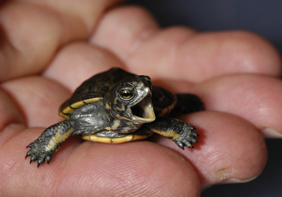 Красноухая черепаха маленькая