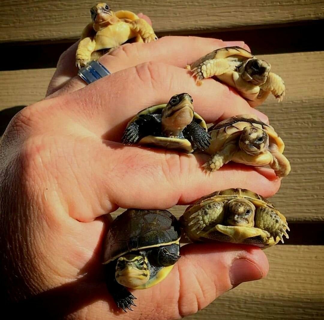 Маленькая милая черепашка