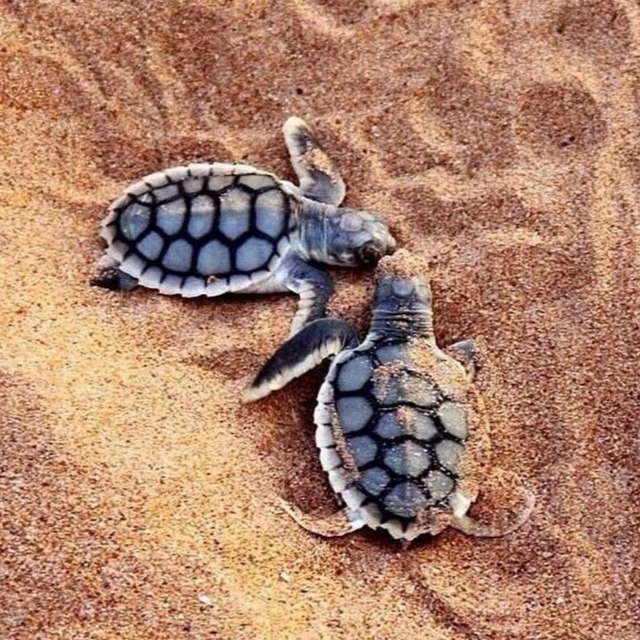 Морские Черепашата