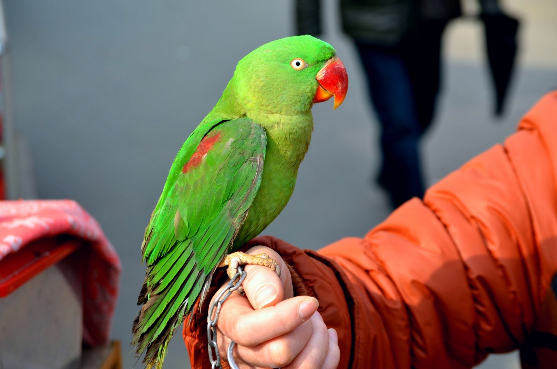 I ve parrot. Попугай Полли порода. Гринчик попугай. Зеленый попугай порода. Попугай зеленый волнистик.