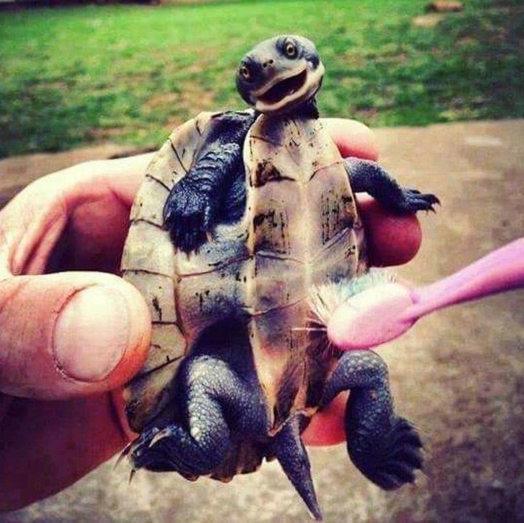 Среднеазиатская красноухая черепаха