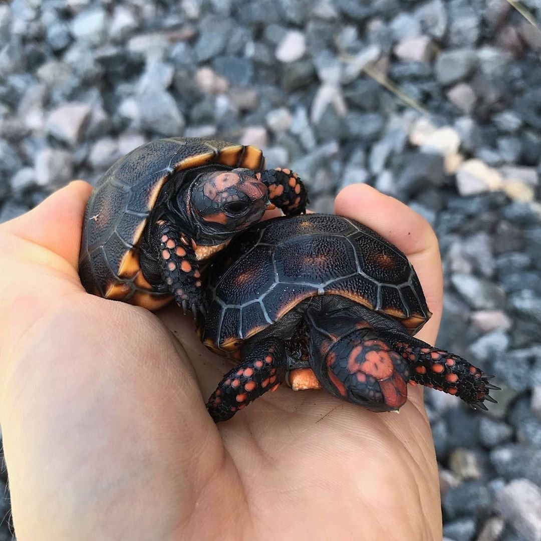 Черепашка красноухая маленькая