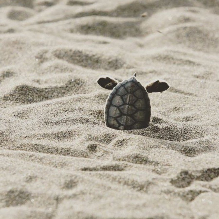 Одежда для черепахи