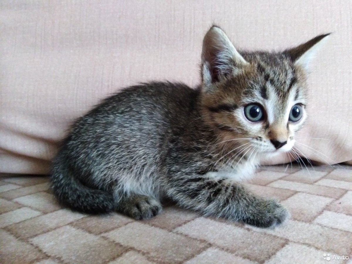 Кошка крысоловка трехцветная