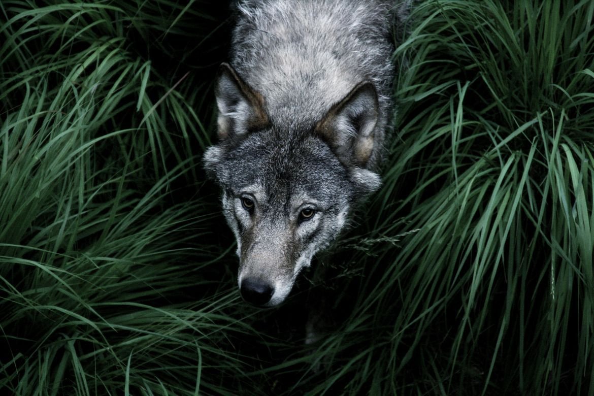 Мягкие антропоморфные животные средние