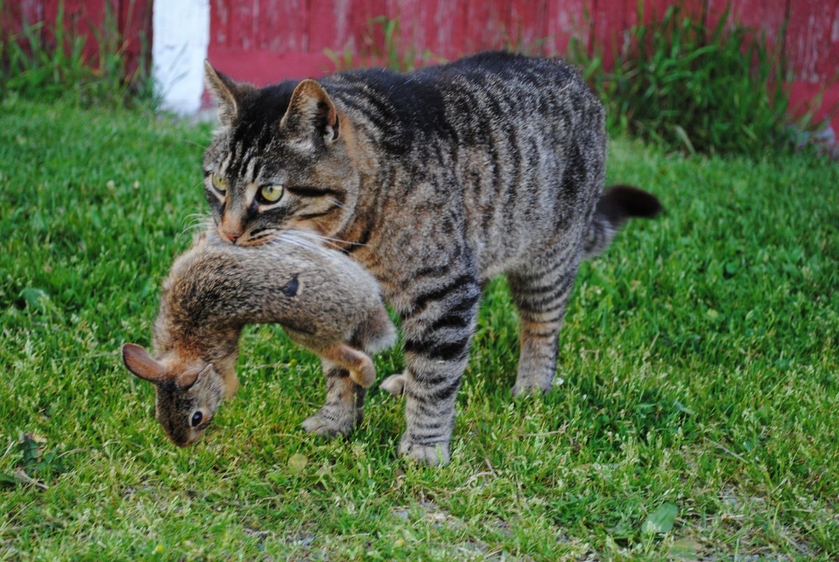 Кошка с добычей
