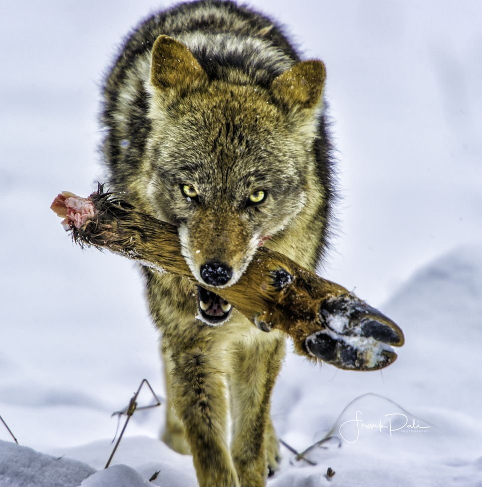 Волчий оскал на темном фоне