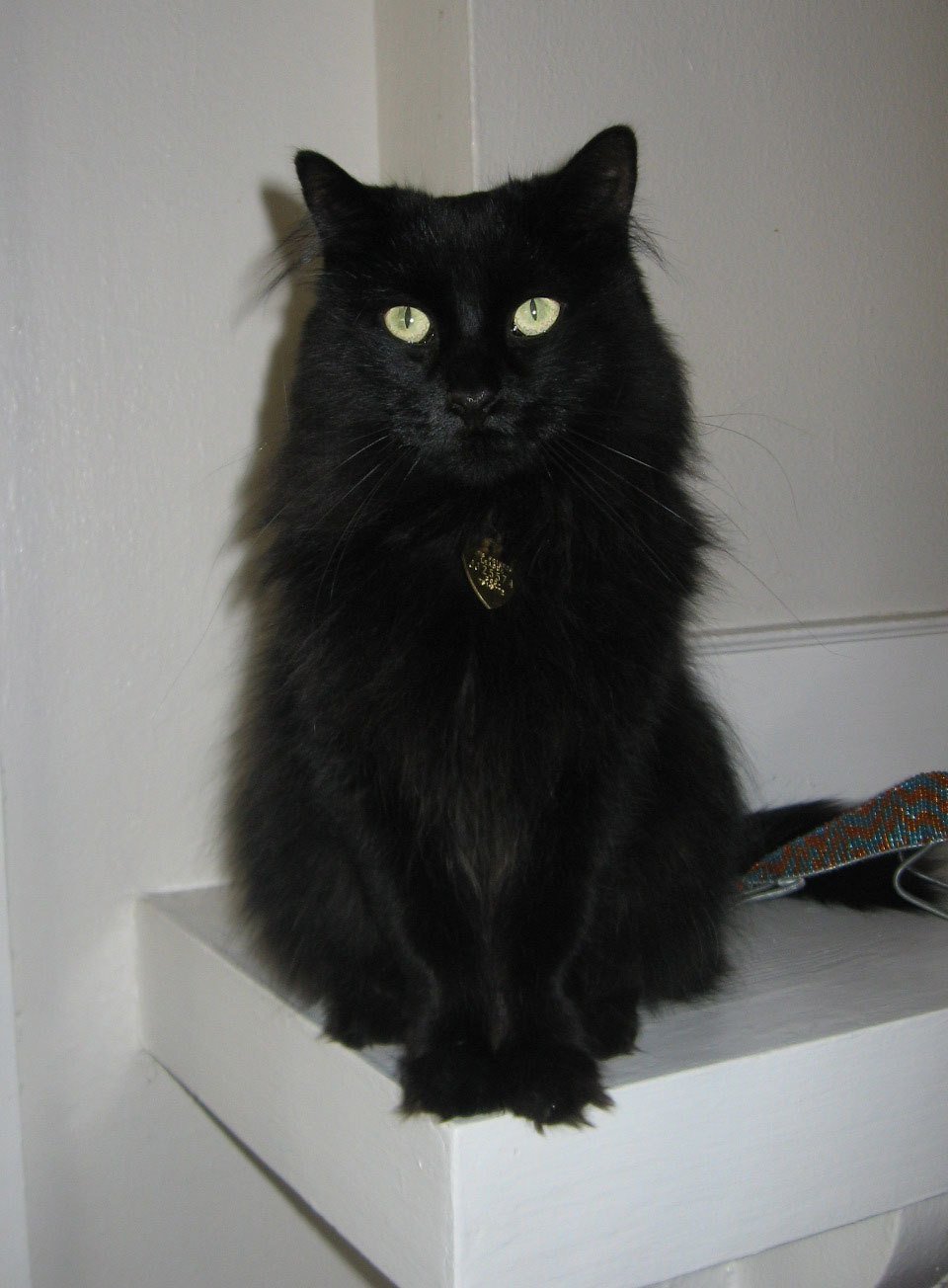 Турецкая ангора кошка черная - 71 фото