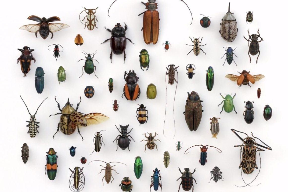 Мошки бетилиды