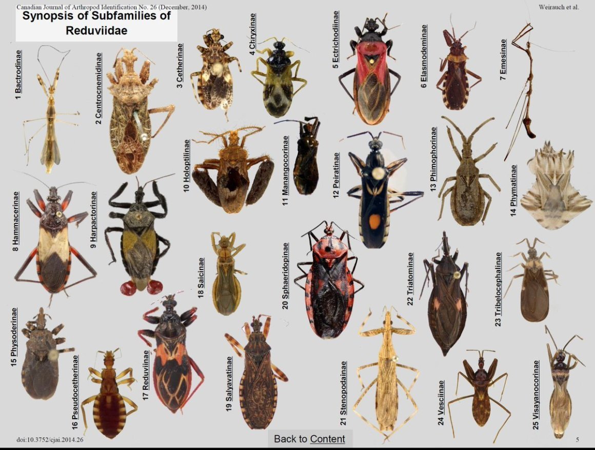 Жук клоп квартирный