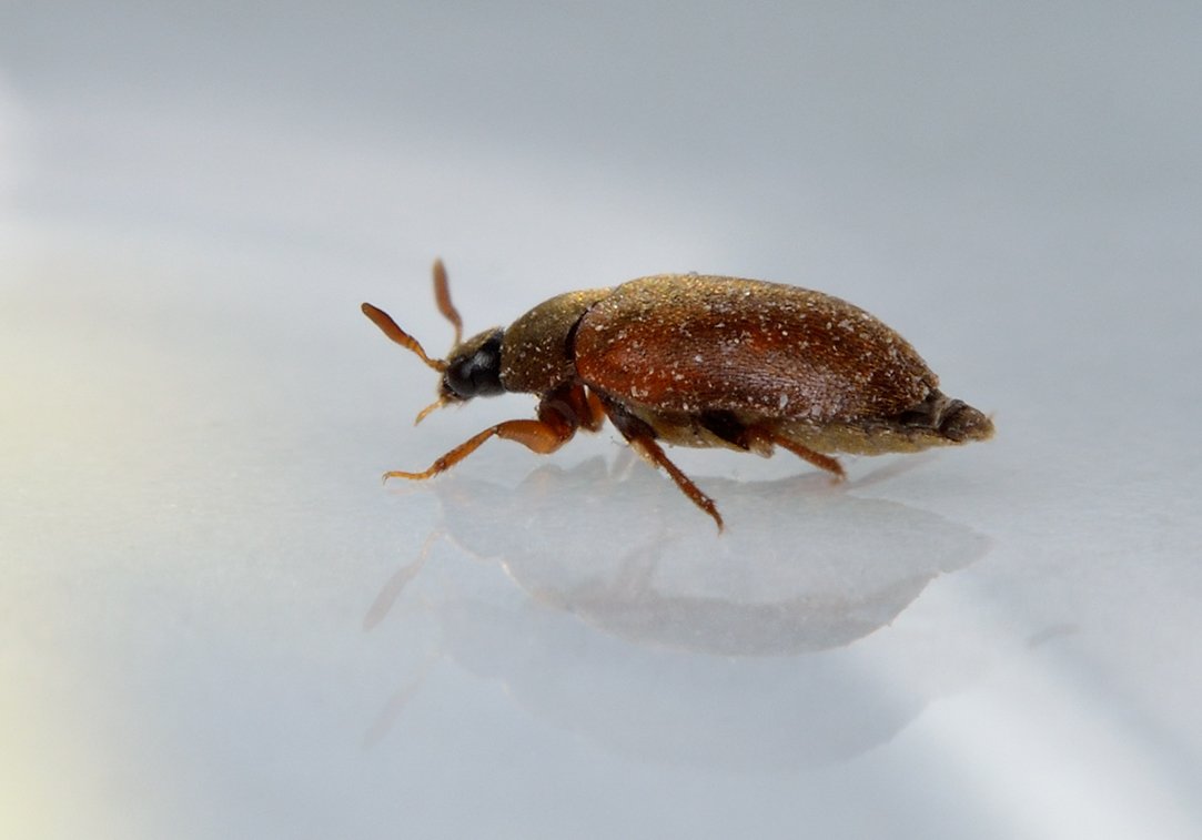 Полезные и вредные насекомые