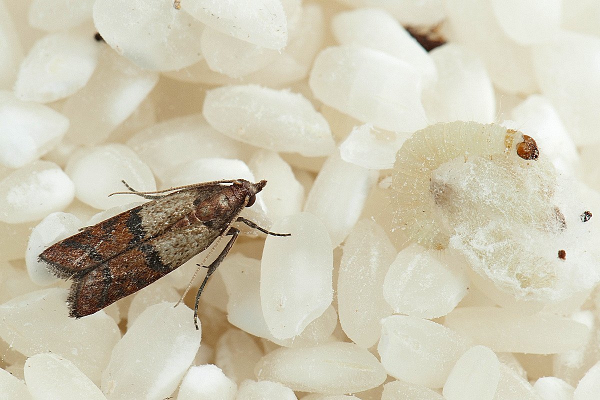 Огневка моль пищевая