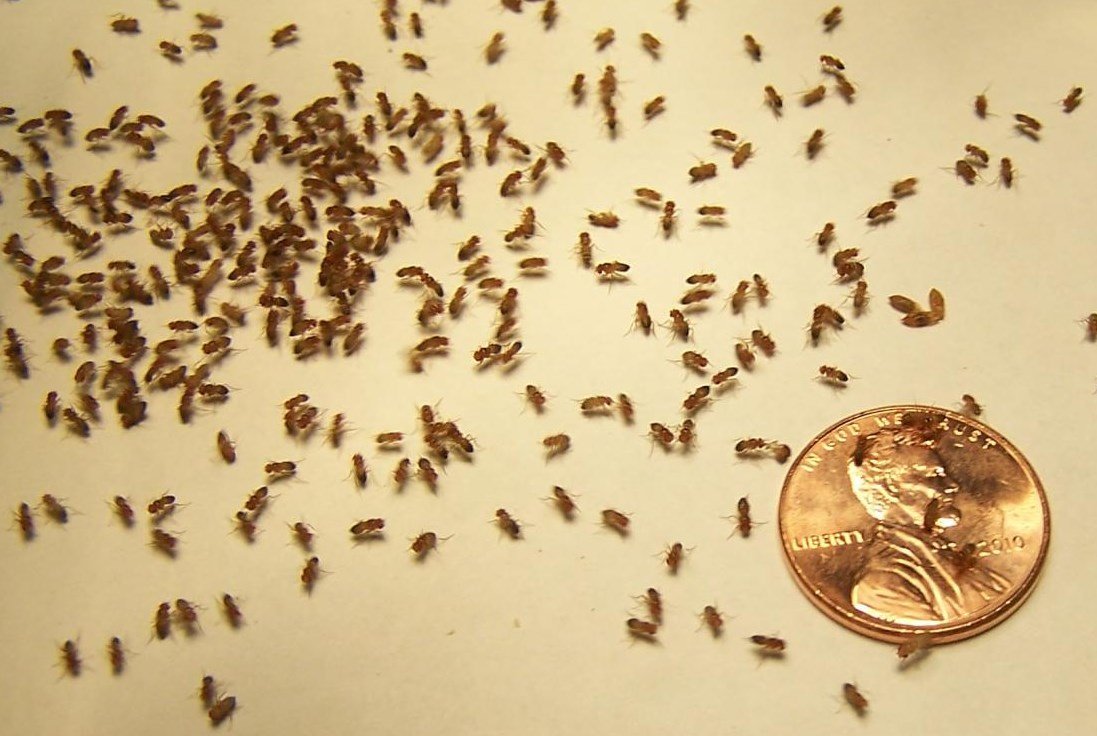 Жучки в рисе