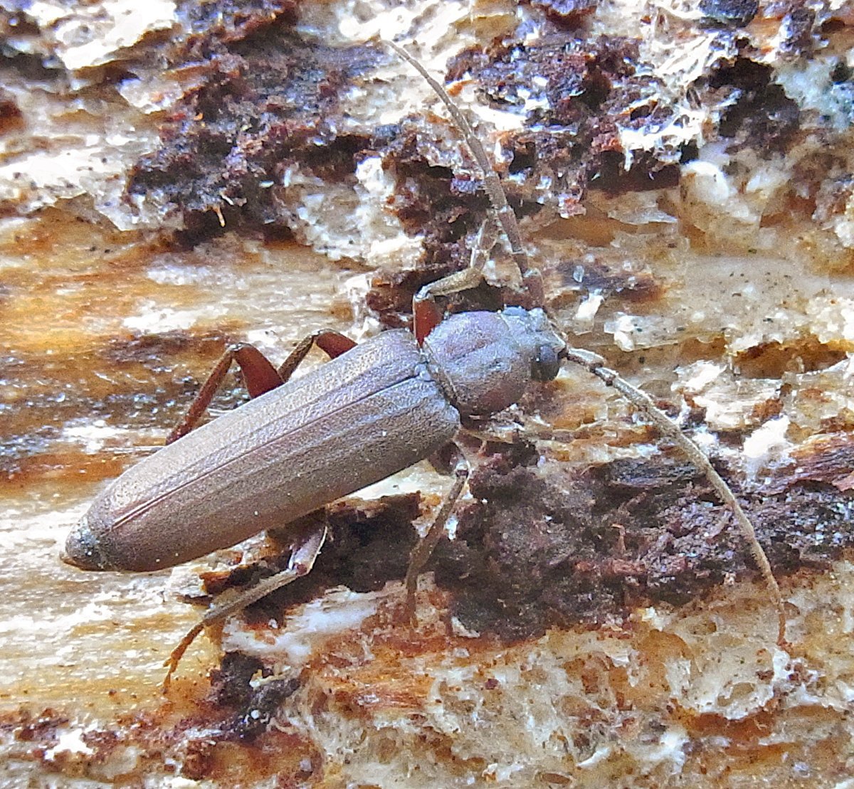 Arhopalus Rusticus усач бурый Сосновый