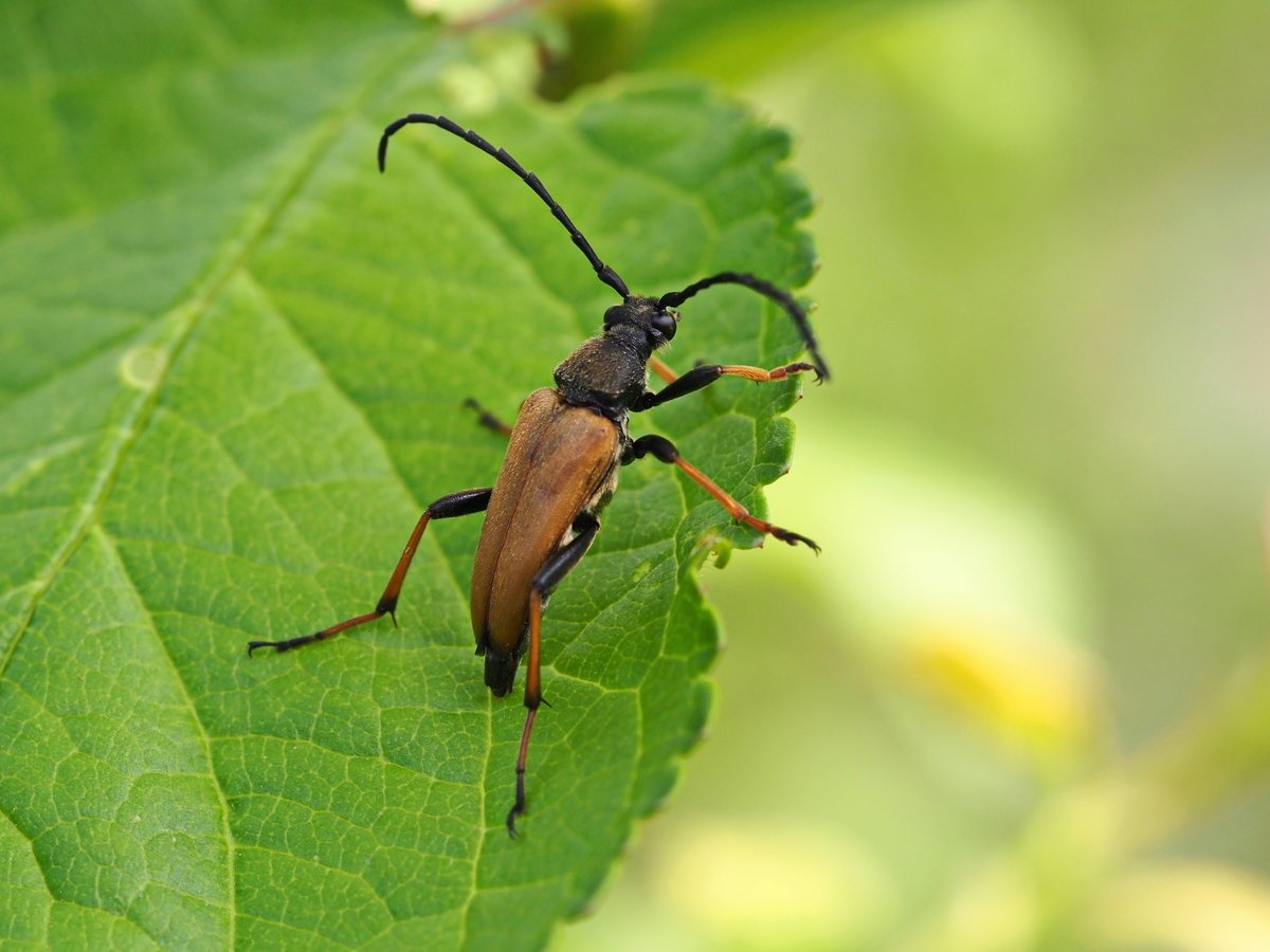 Уссурийский реликтовый усач