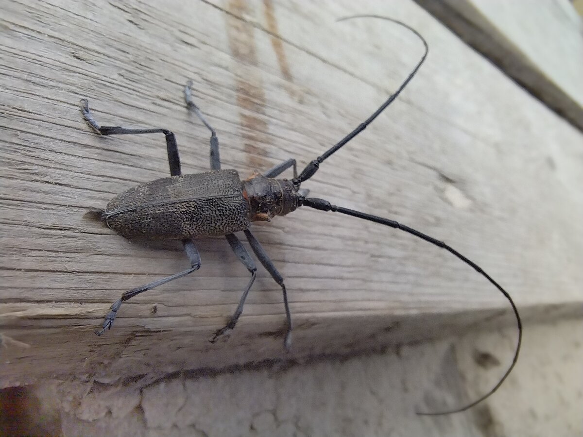 Жук усач Крымский