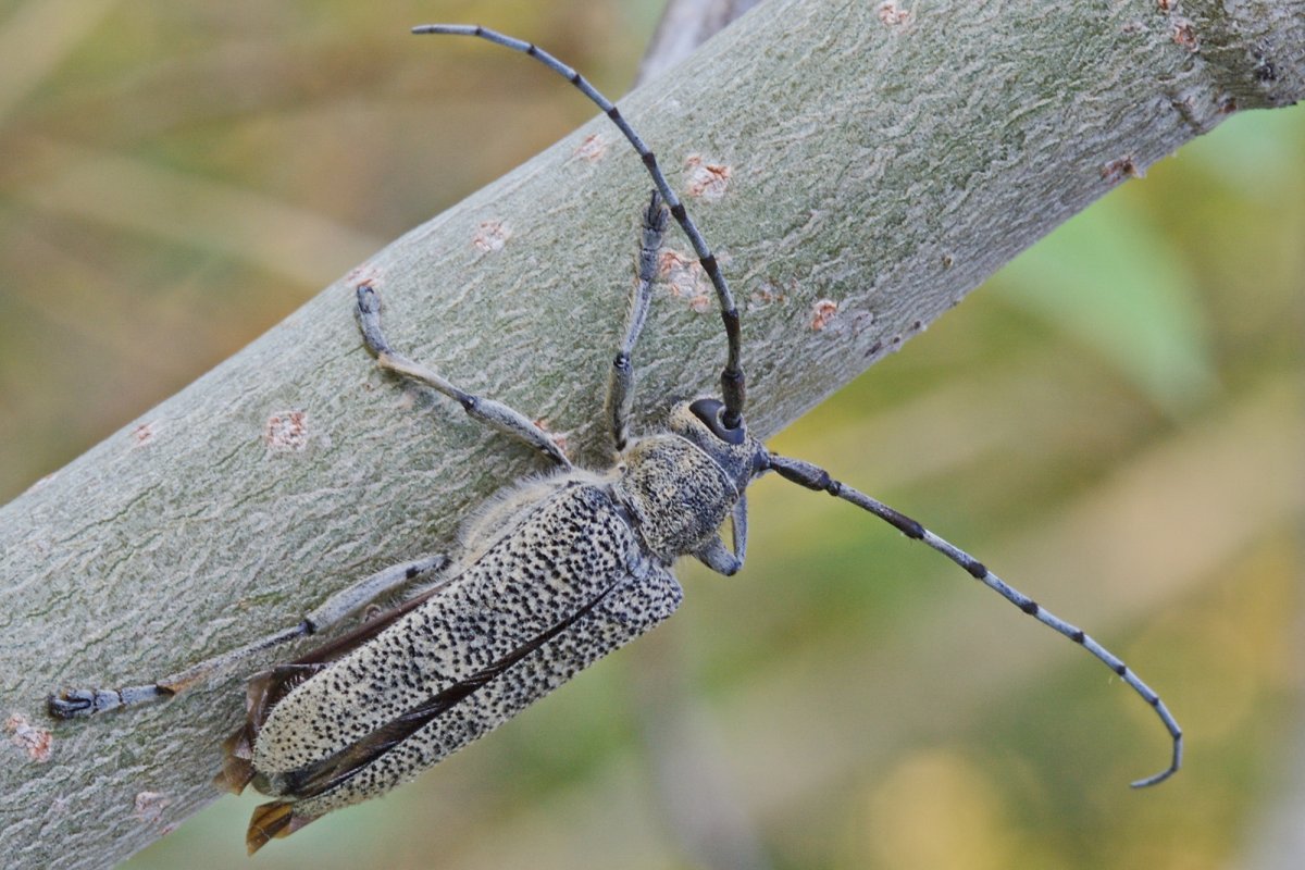 Saperda carcharias (Linnaeus, 1758)