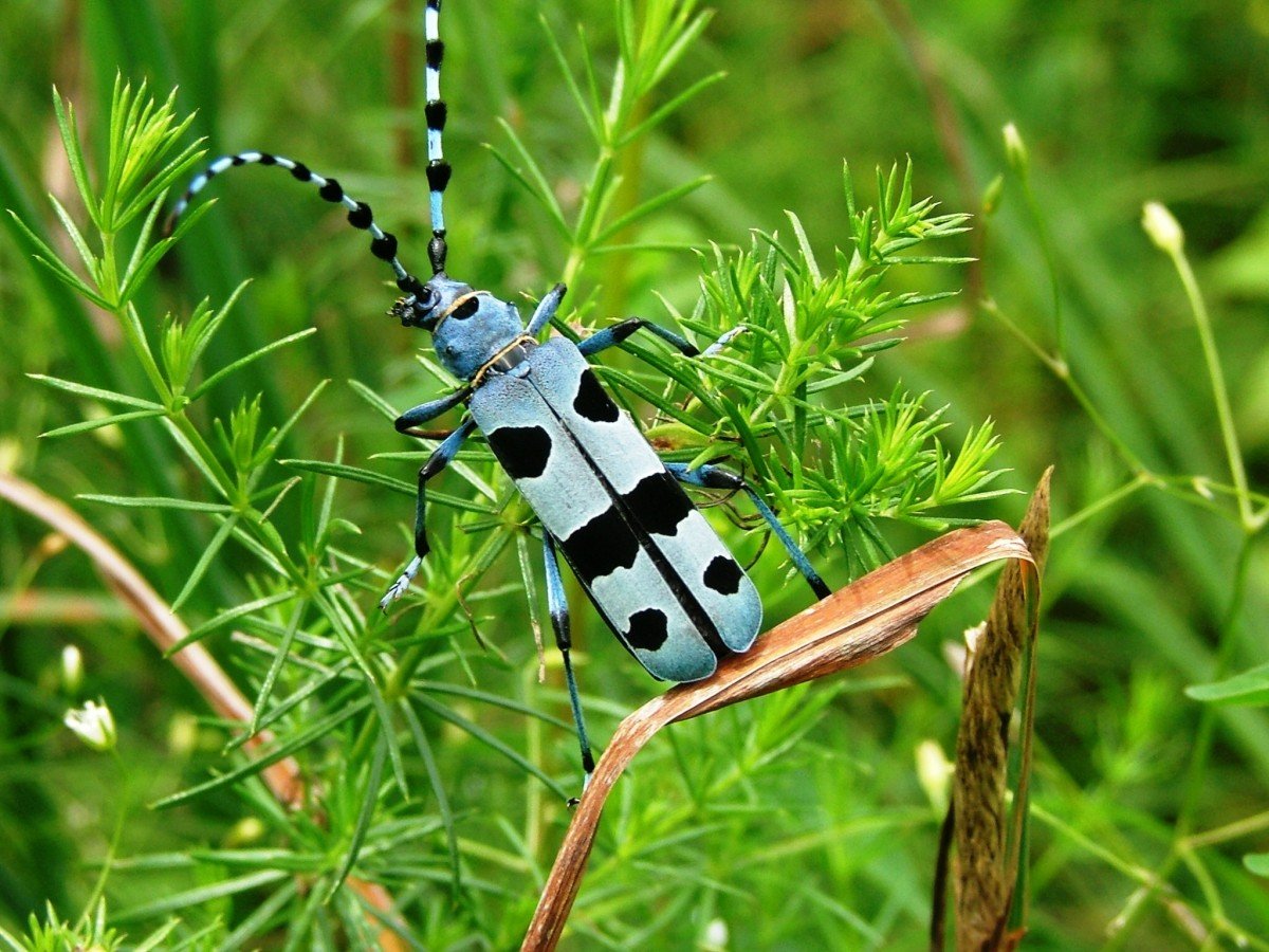Жук усач дровосек полосатый