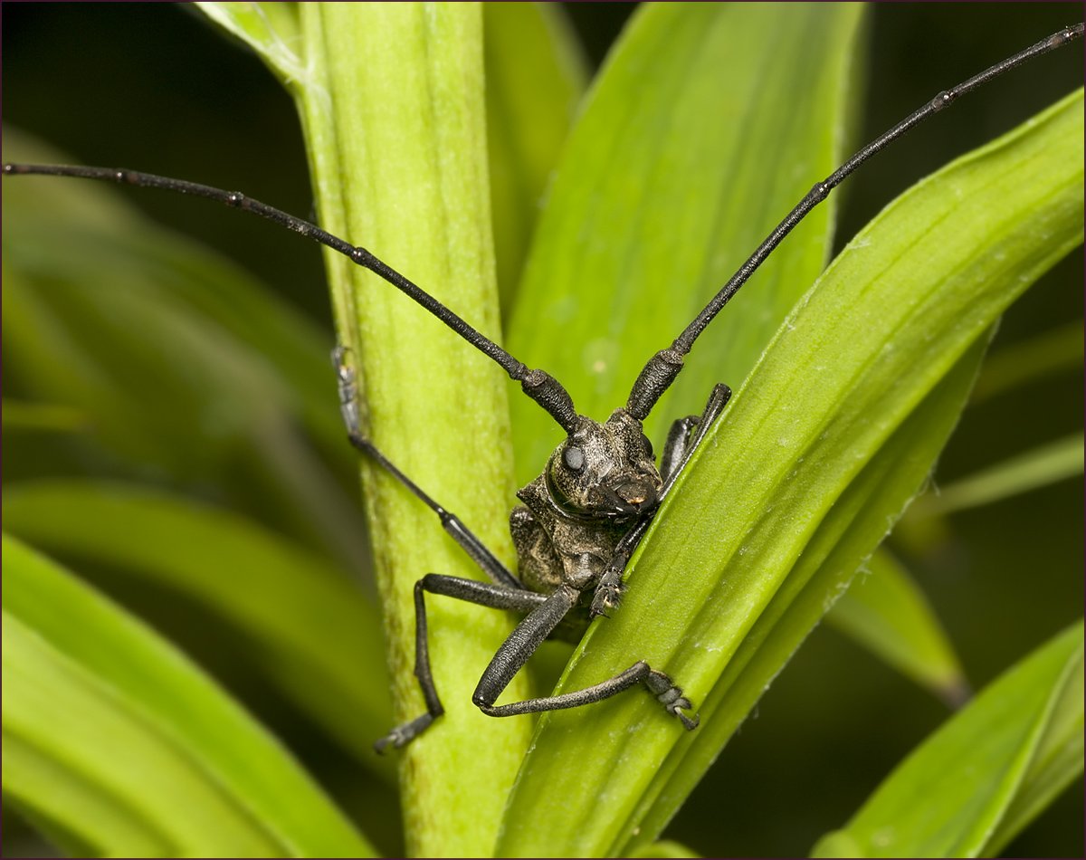 Monochamus galloprovincialis
