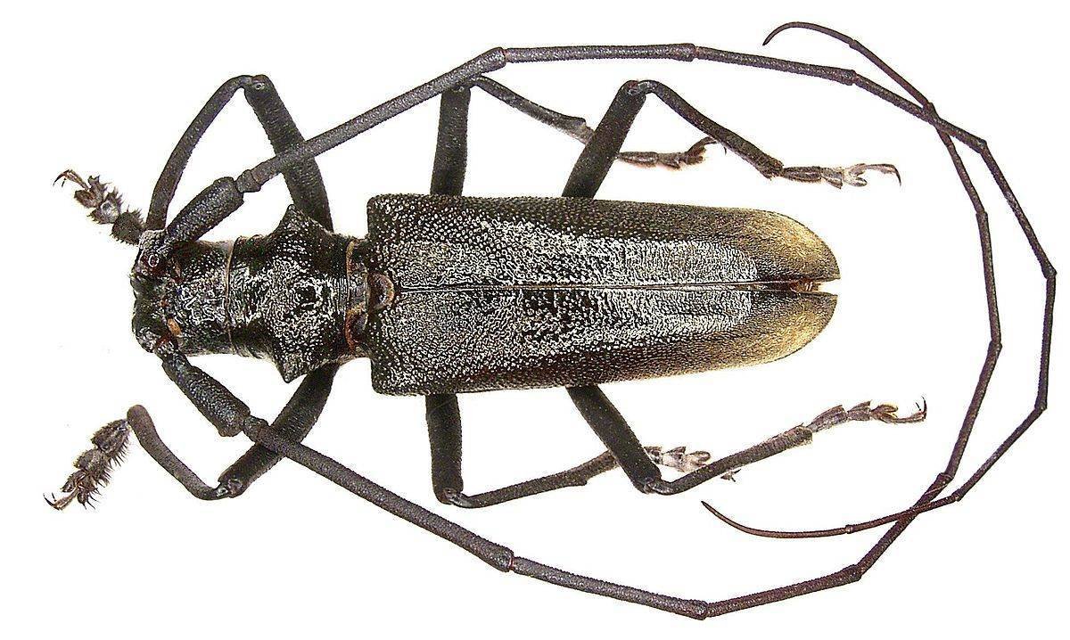 Жук дровосек реликтовый