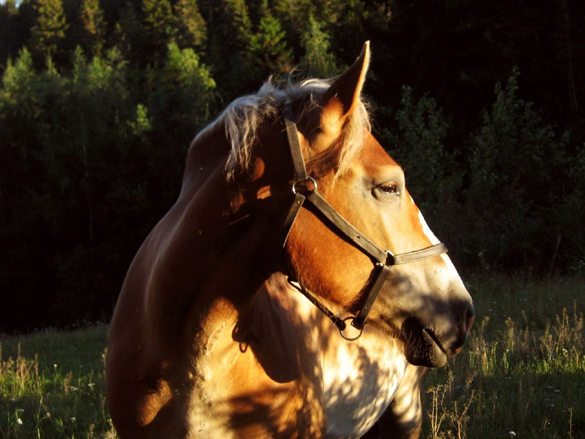 Коня жалко. Грустная лошадь. Портрет лошади. Фотосессия с лошадьми. Свободная лошадь.