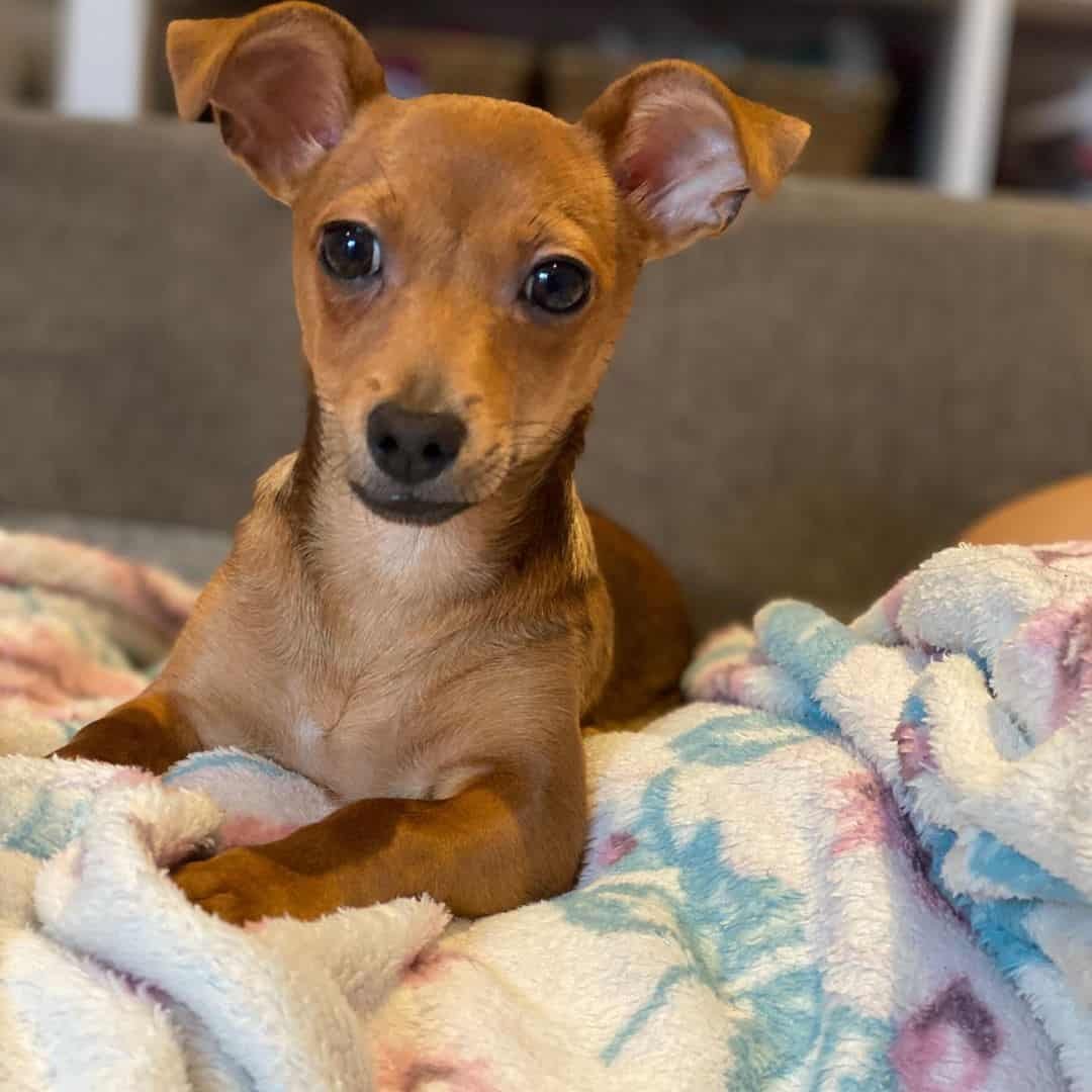 Джек чи порода