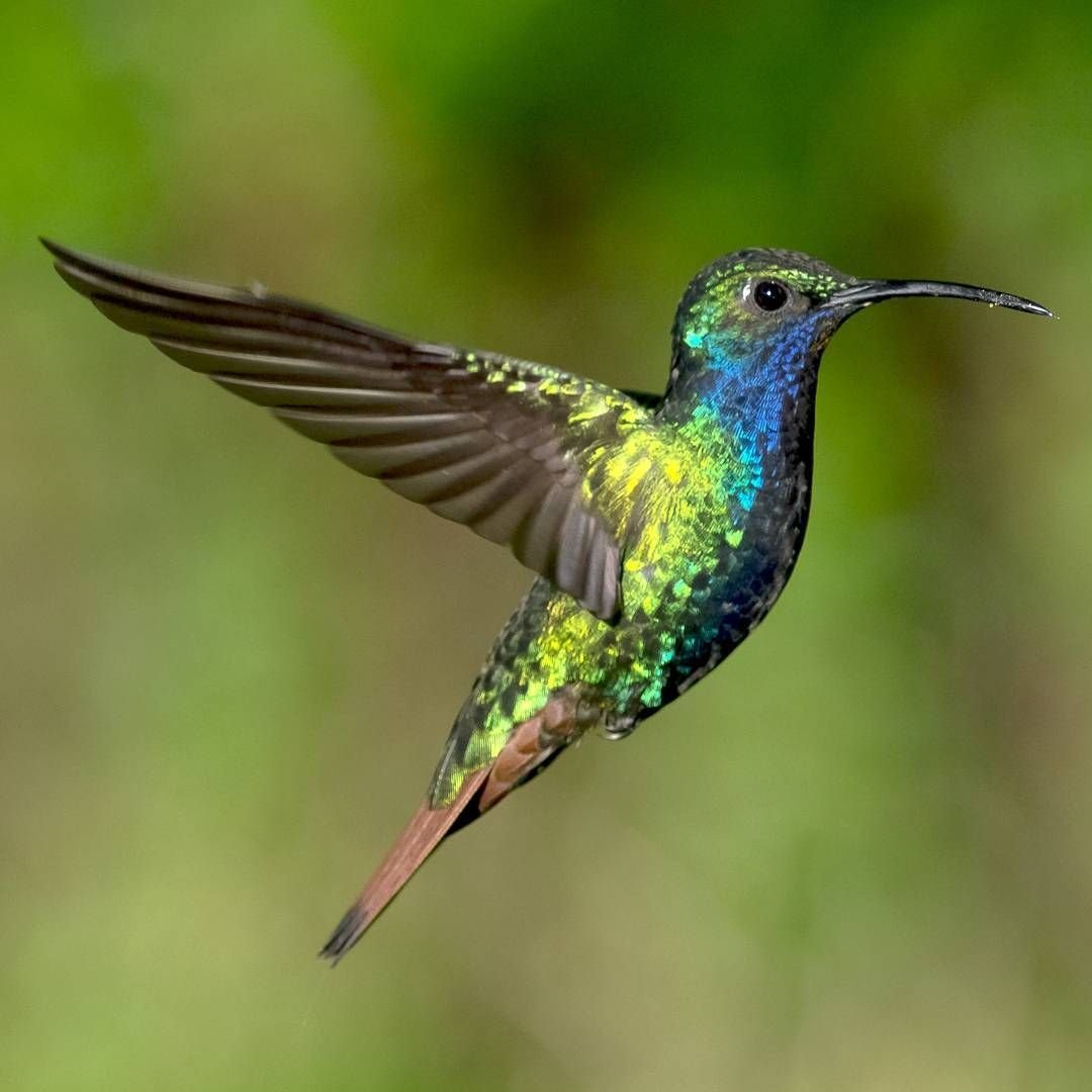 Колибри Шри Ланка