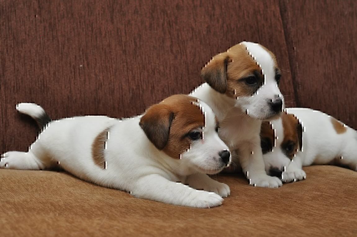 Порода собак Джек Рассел