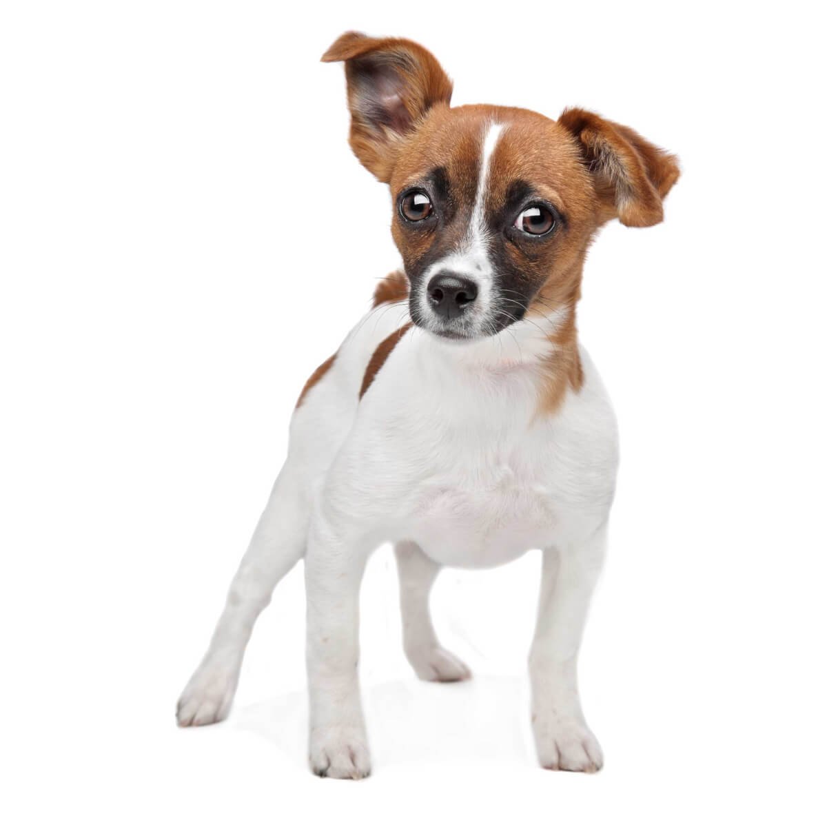 Майло Джек Рассел